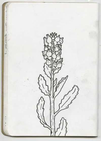 Plant